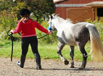 girl leading horse